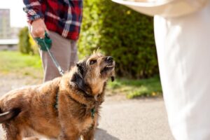 Understanding Legal Liability for Dog Bites
