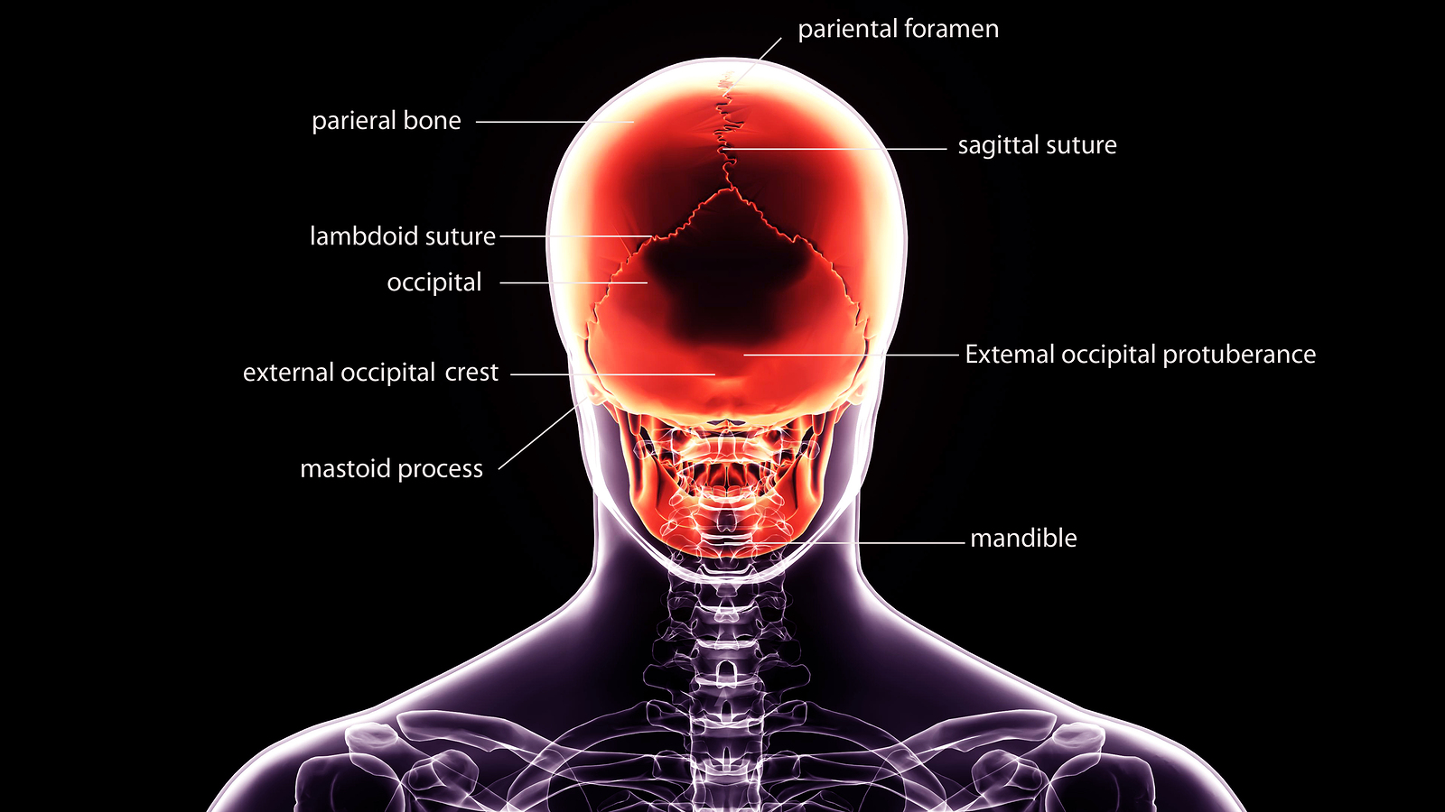 Serious Facial Injuries in Motorcycle and Bicycle Accidents