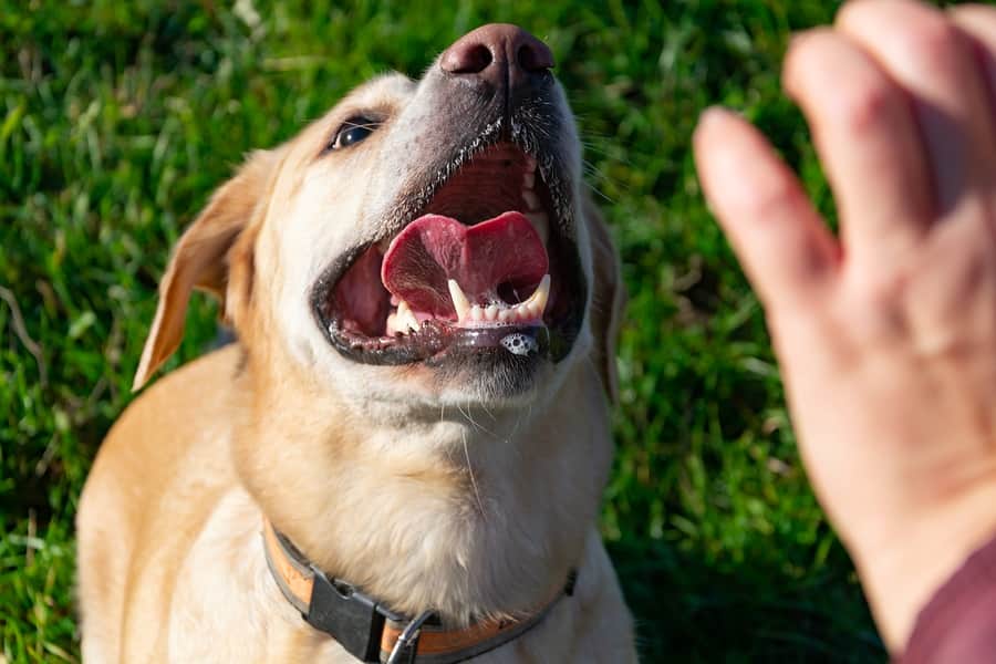 Was Your Child Bitten by a Dog?