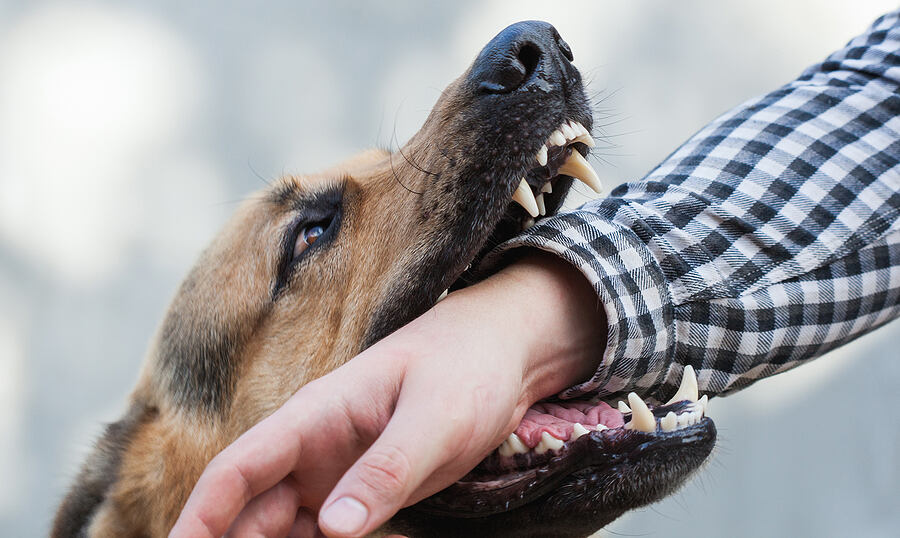 Dog Bite Lawyer near Waterford, CT