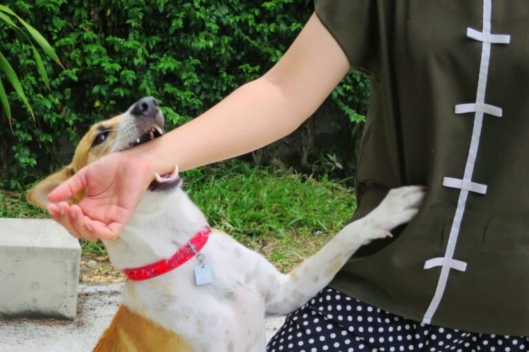 A cute white and brown dog bites its owner's hand while playing. This playful bite can be dangerous and may risk rabies infection, impacting both animal and human health.